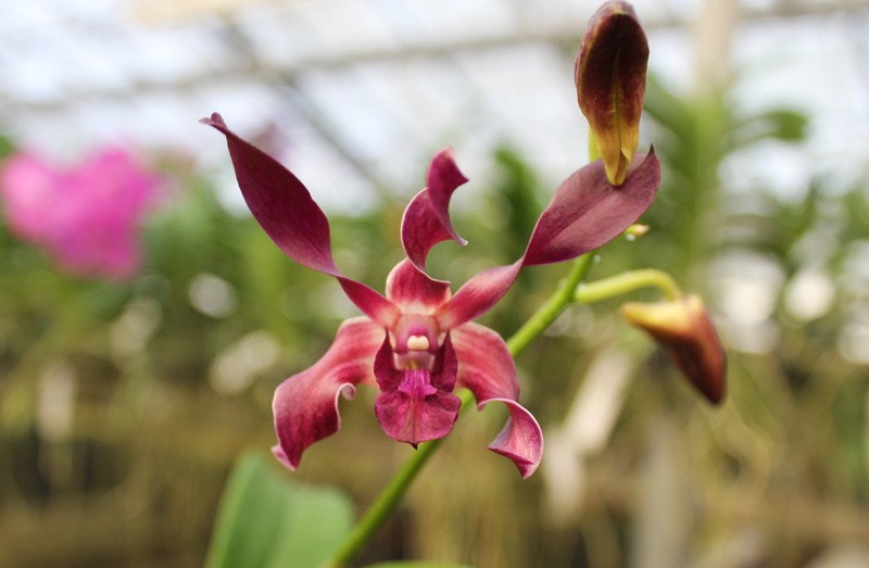 Dendrobium Jairak Spin.jpg