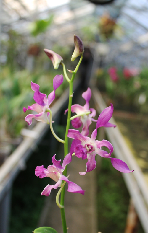 Dendrobium Somkiet Blue.jpg