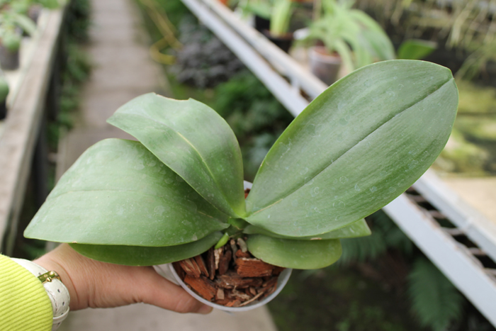 Phalaenopsis (Sogo Yukidian 'V3' x Yungho Gelb Canary) x tetraspis C-1).JPG