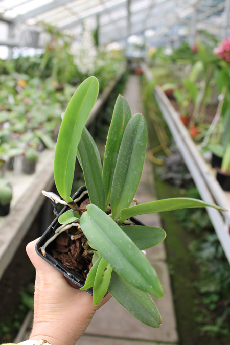 Cattleya maxima semi-alba 'La Pedrena'.jpg