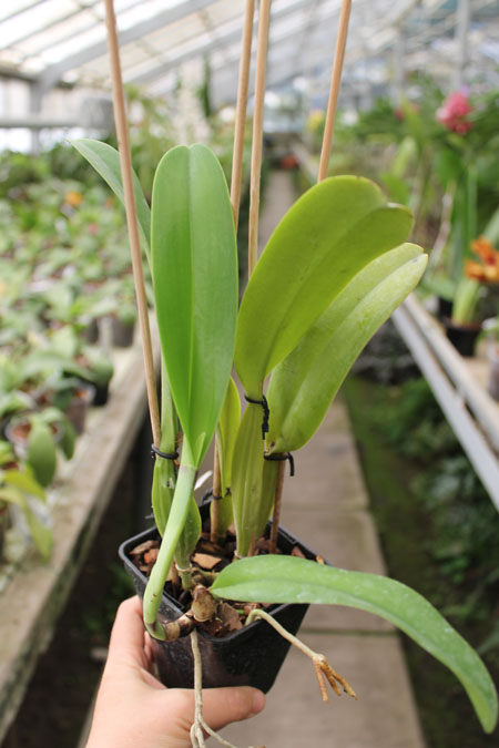 Cattleya schroederae albescens x Cattleya schroederae alba.jpg