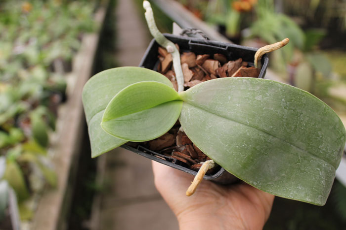 Phalaenopsis gigantea.jpg