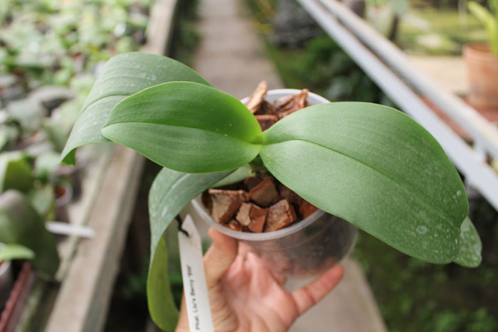 Phalaenopsis Liu's Berry 'SW'.jpg