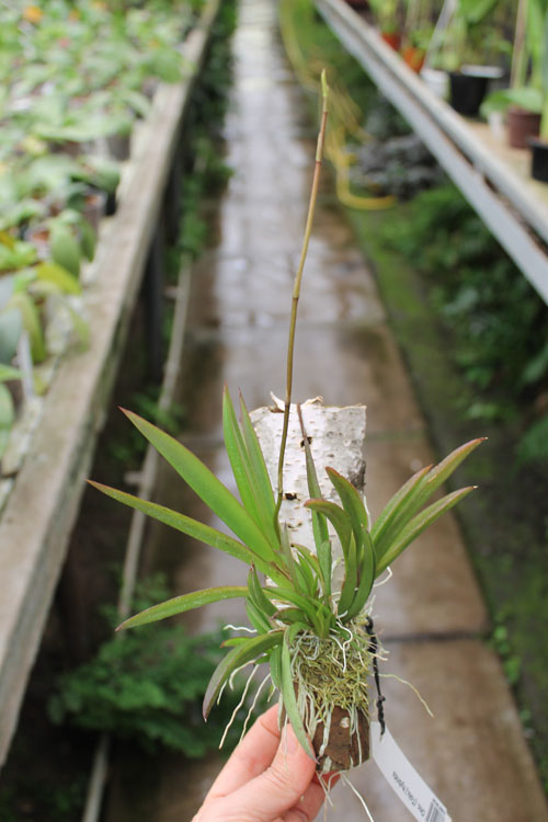 Oncidium (Tolumnia) hybrids.jpg