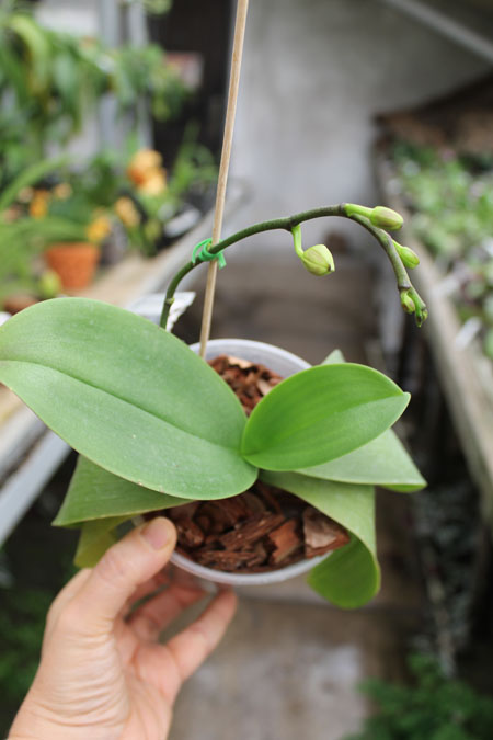 Phalaenopsis Yaphon Glad Canary (Yaphon Tris x Yungho Gelb Canary).jpg