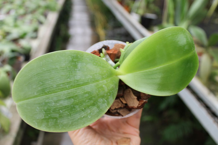 Phalaenopsis Ld's Bear King 'RK-3'.jpg