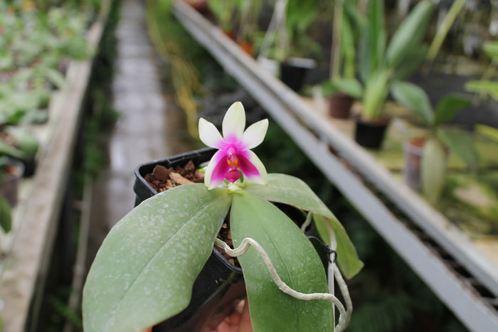 Phalaenopsis bellina 'Mountain type'.jpg
