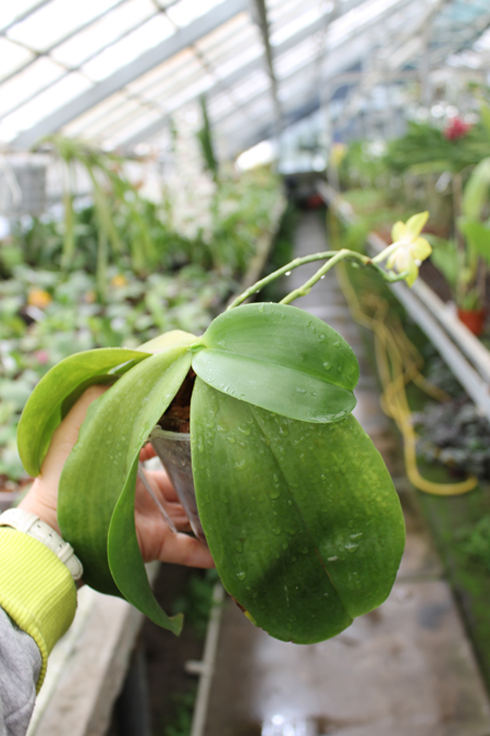 Phalaenopsis Nobby's Green Eagle 'Yaphon'.jpg