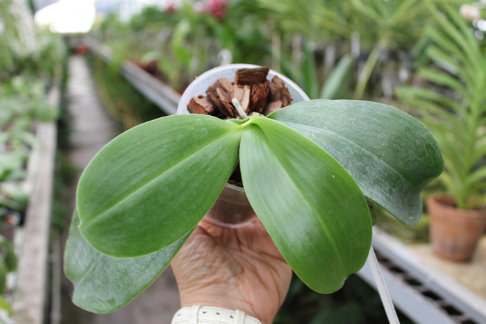 Phalaenopsis Zheng Min Jacaranda.jpg