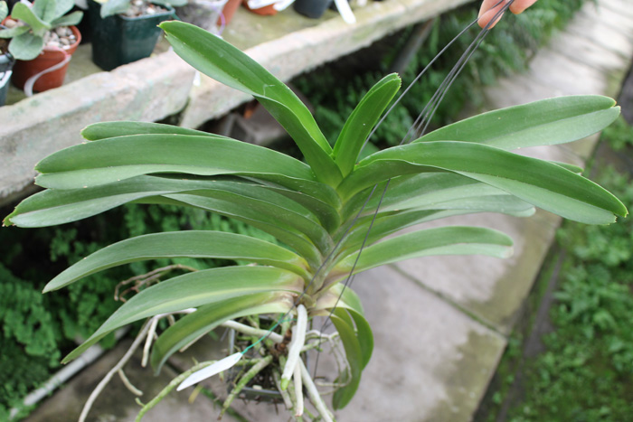Aeridovanda Luang Prabang.jpg