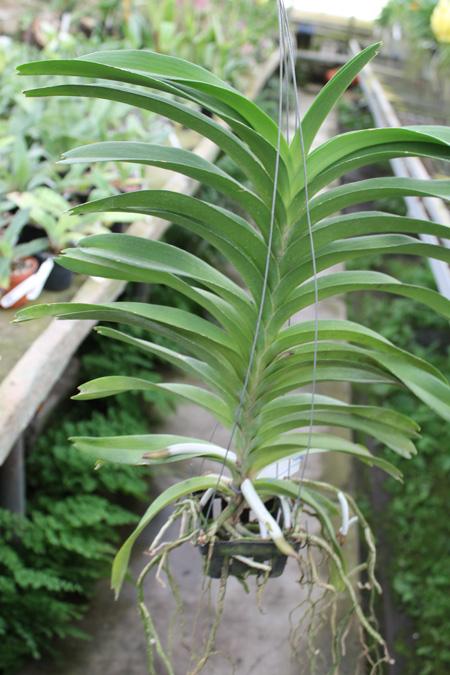 Vanda Manuel Torres.jpg