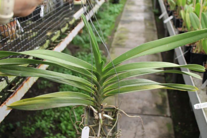 Kagavara Younthayong Beauty.jpg