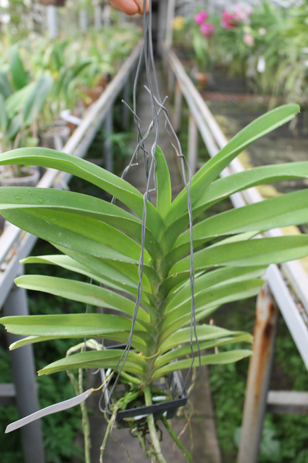Vanda Pak Chong Blue.jpg