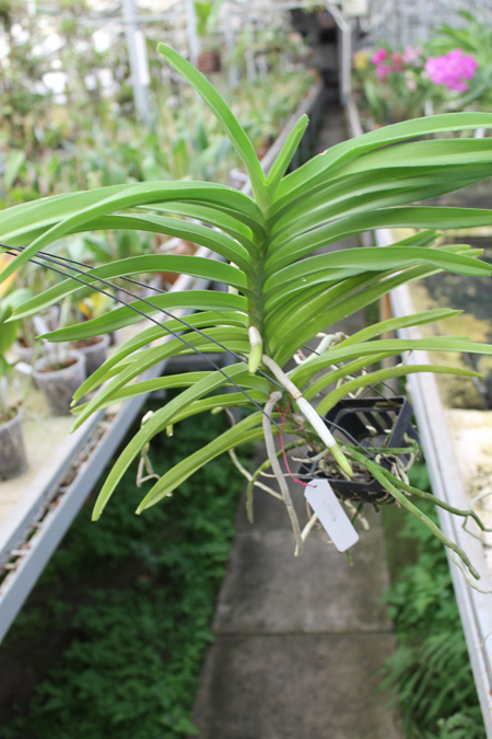 Vanda tessellata.jpg
