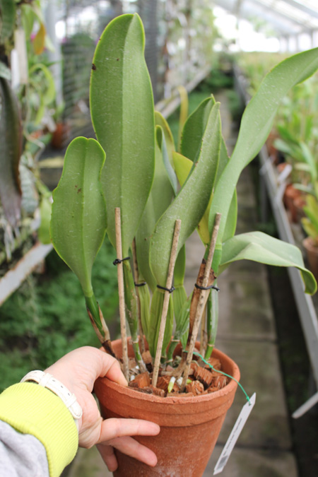 Brassolaeliocattleya Alma Kee 'Tipmalee'.jpg