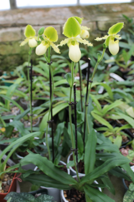 Paphiopedilum primulinum alba.jpg