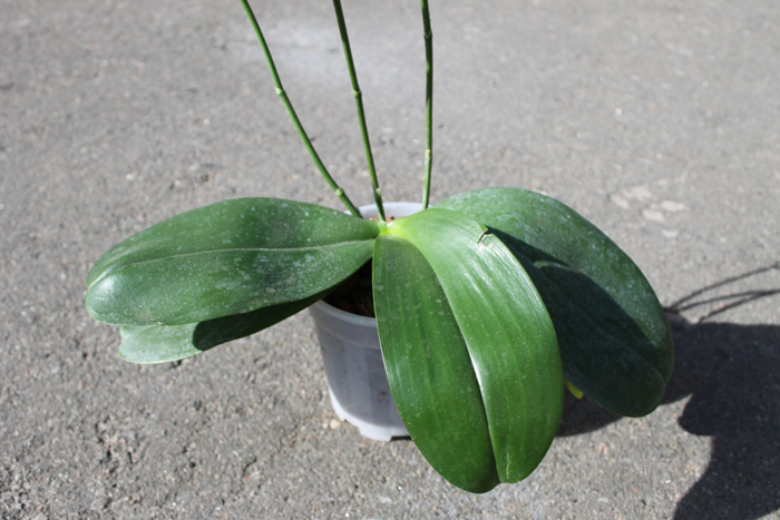 Phalaenopsis Mituo King.jpg