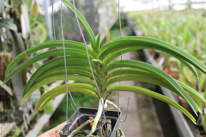 Vascostylis Baby Blue x Rhynchostylis coelestis blue.jpg