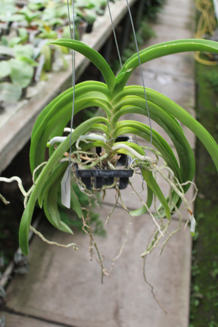 Ascocenda Surat Spot x Varut Leopard.jpg