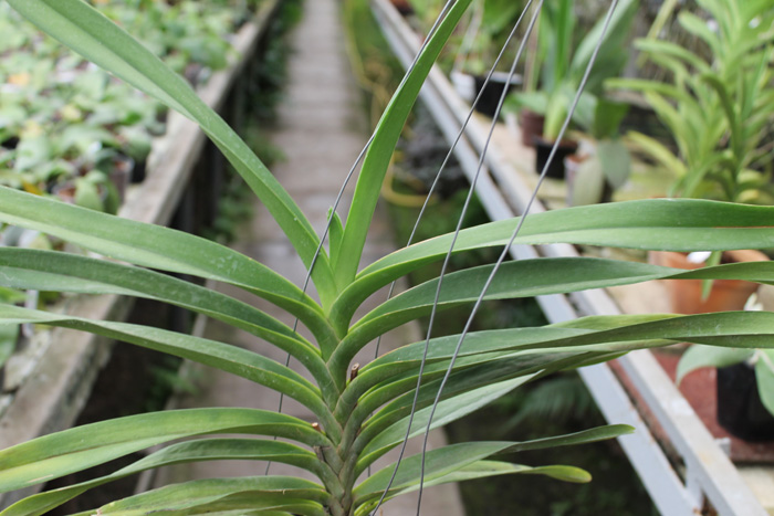 Kagavara Younthayong Beauty.jpg