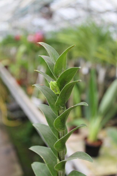 Dendrobium sanderae var major.jpg