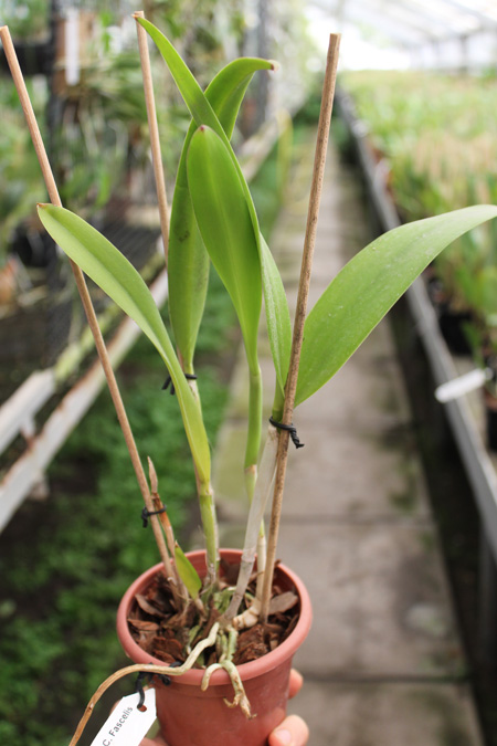 Brassocattleya Binosa 'Lynn' x Cattleya Fascelis 'Autumn Leaves'.jpg