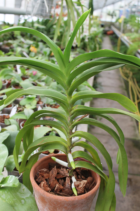 Aeridovanda Pothisarn.jpg