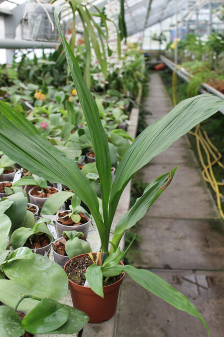 Lycaste groganii.jpg
