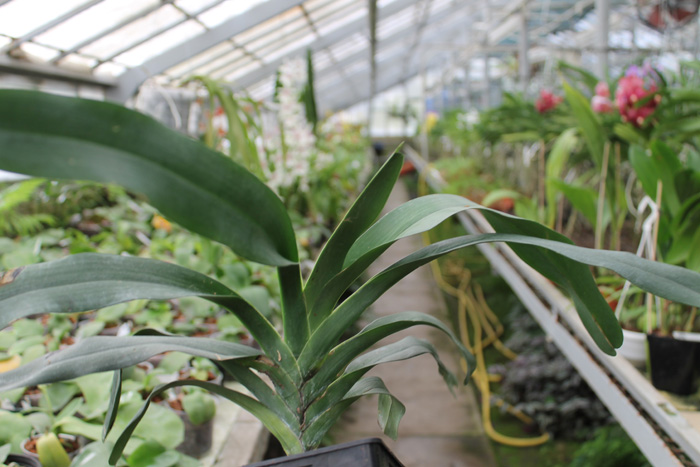 Angraecum sesquipedale.jpg