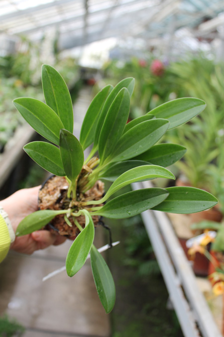 Masdevallia polysticta.jpg