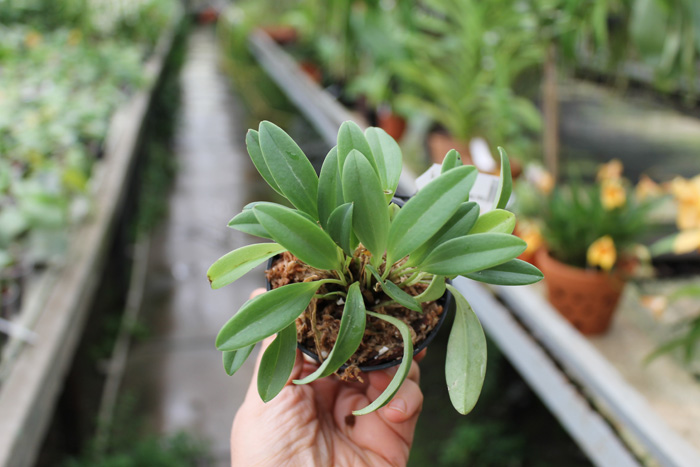 Masdevallia brachyura.jpg