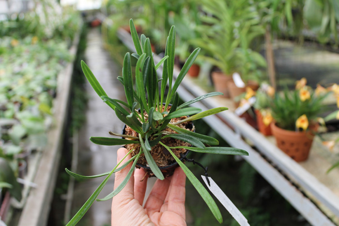 Masdevallia herradurae.jpg