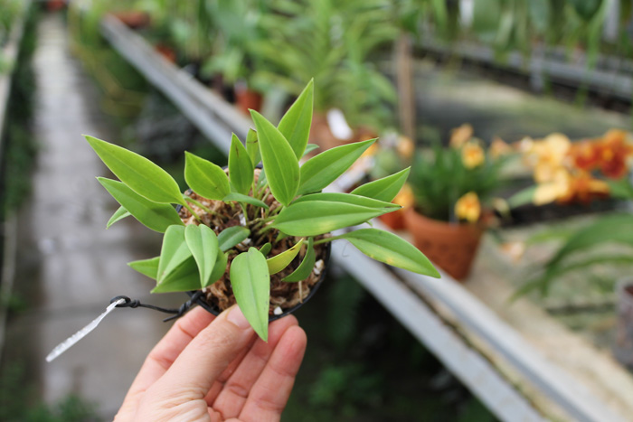 Masdevallia carmenensis.jpg