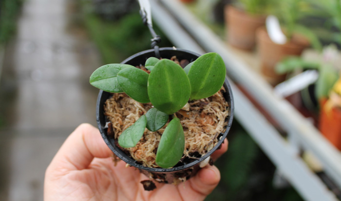 Masdevallia klabochorum.jpg