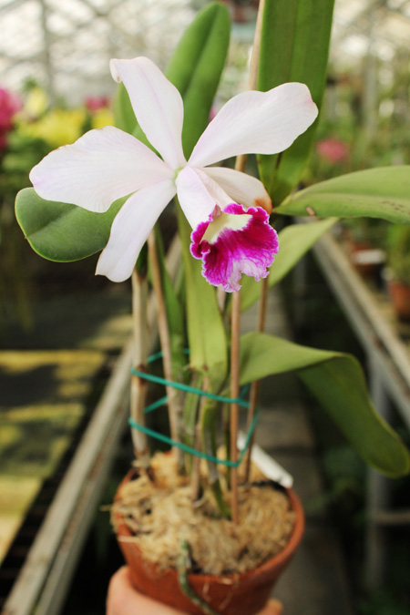 Laeliocattleya Hsinying Pub 'Albo Sanguinea' (purpurata x Batagesi).jpg