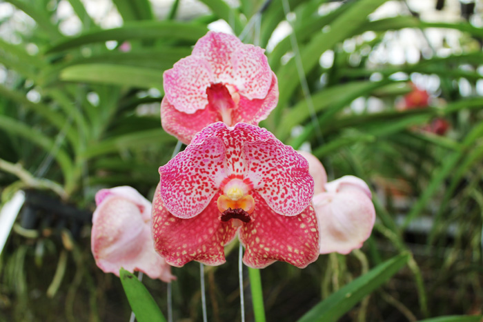 Vanda Dr Anek x Bitz's Heartthrob x Kultana Flame.jpg