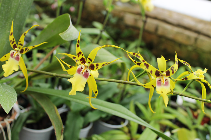 Aliceara Pacific Nova 'Butter Buds'.jpg