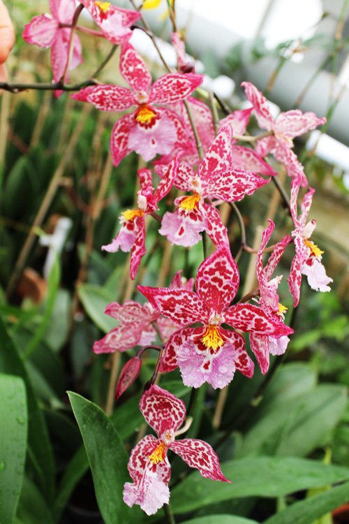 Vuylstekeara Yokara 'Perfection' x Oncidium leucochillum.jpg