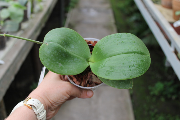 Phalaenopsis Mituo Sun King.jpg