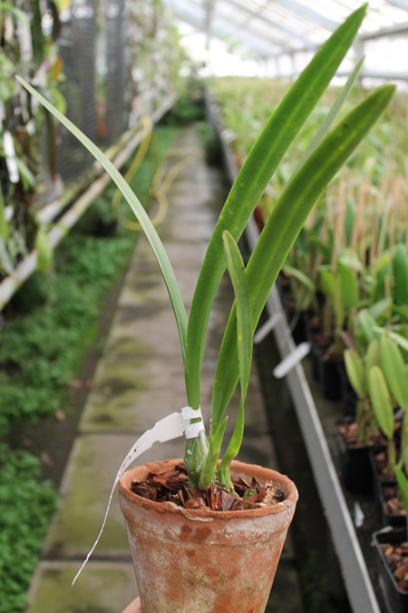 Encyclia oncidioides.jpg