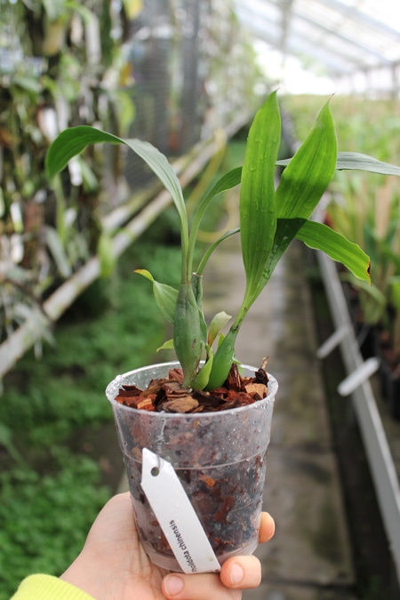 Pholidota chinensis.jpg