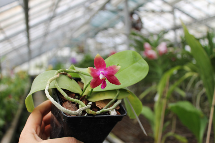 Phalaenopsis Jennifer Palermo x Phalaenopsis LD's Bear Queen.jpg