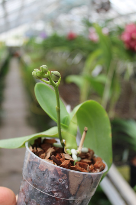 Phalaenopsis Purple Martin '4N' x Tying Shin Blue Jay 'blue'.jpg