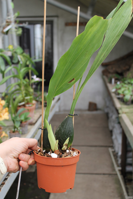 Anguloa virginalis.jpg