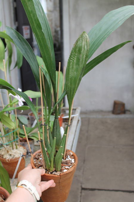 Coelogyne asperata.jpg