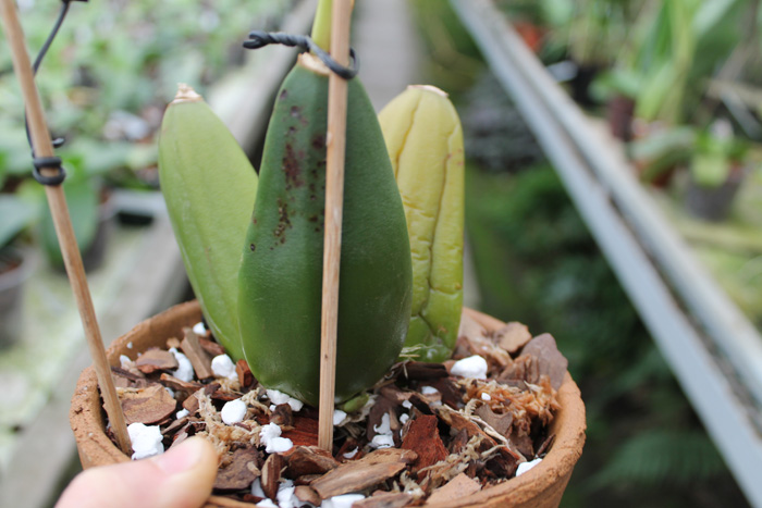 Anguloa clowesii.jpg