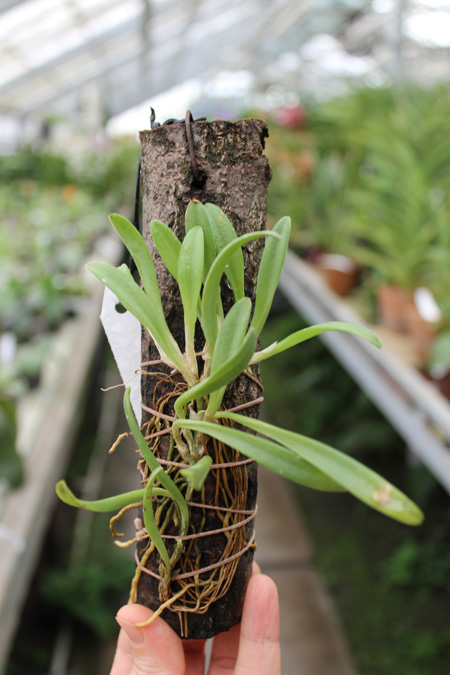 Barbosella cucullata.jpg