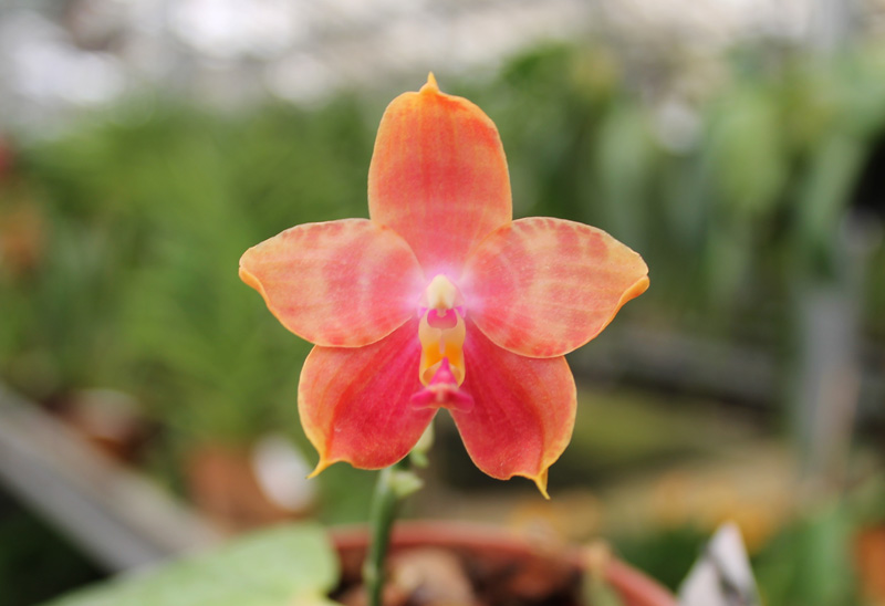 Phalaenopsis amboinensis x Phalaenopsis Penang Girl.jpg