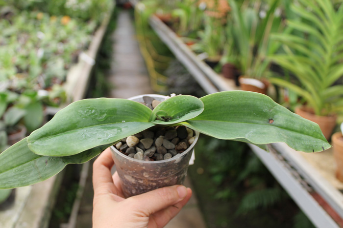 Paphiopedilum moquetteanum.jpg