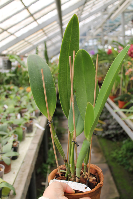 Cattleya mendelii.jpg